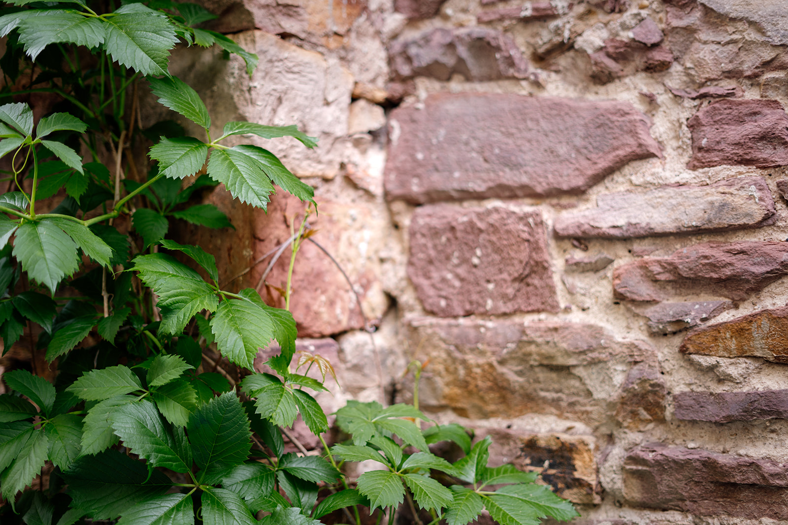 Steinmauer und grüne Weinblätter