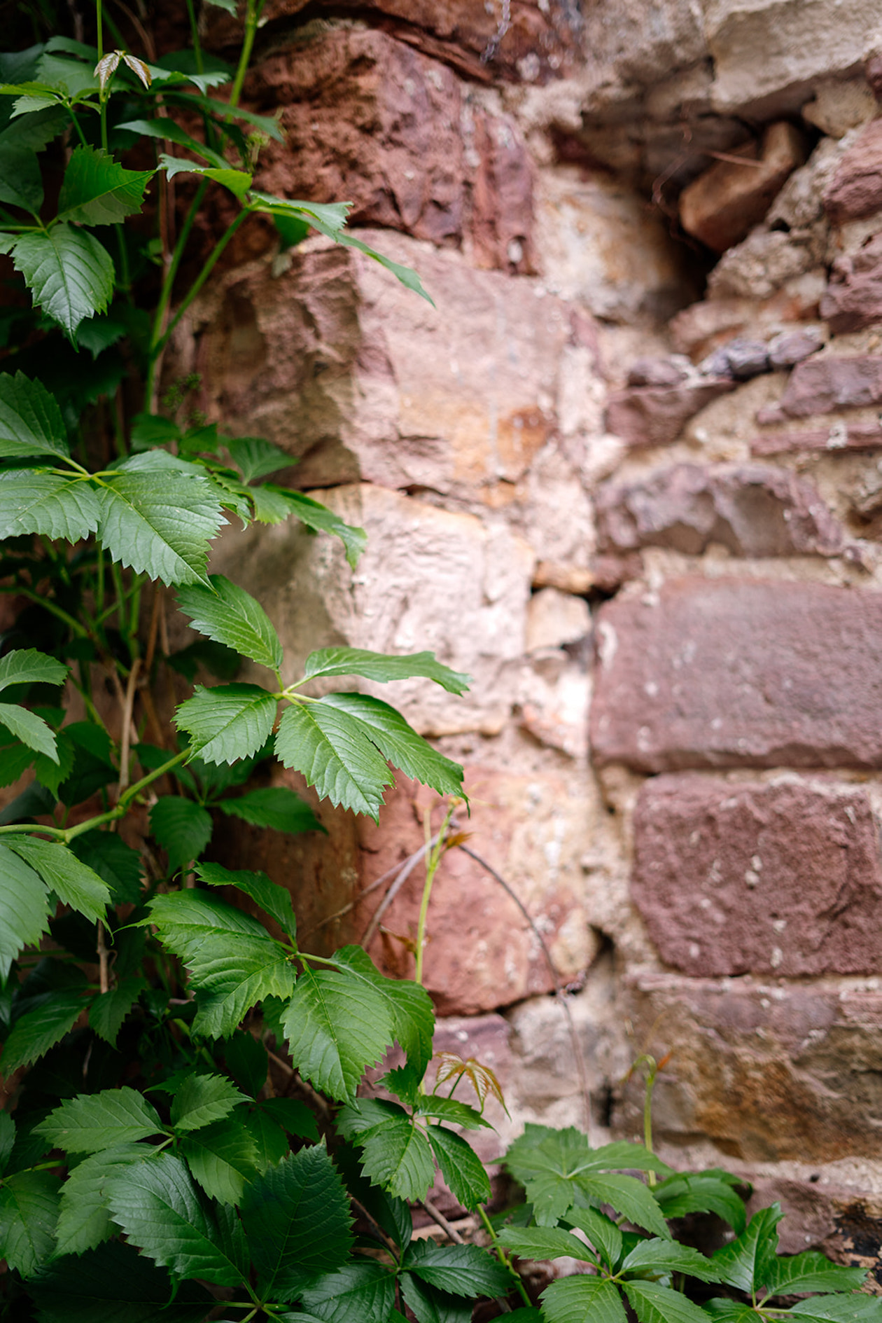 Braune Häuserwand mit einer grünen Pflanze.