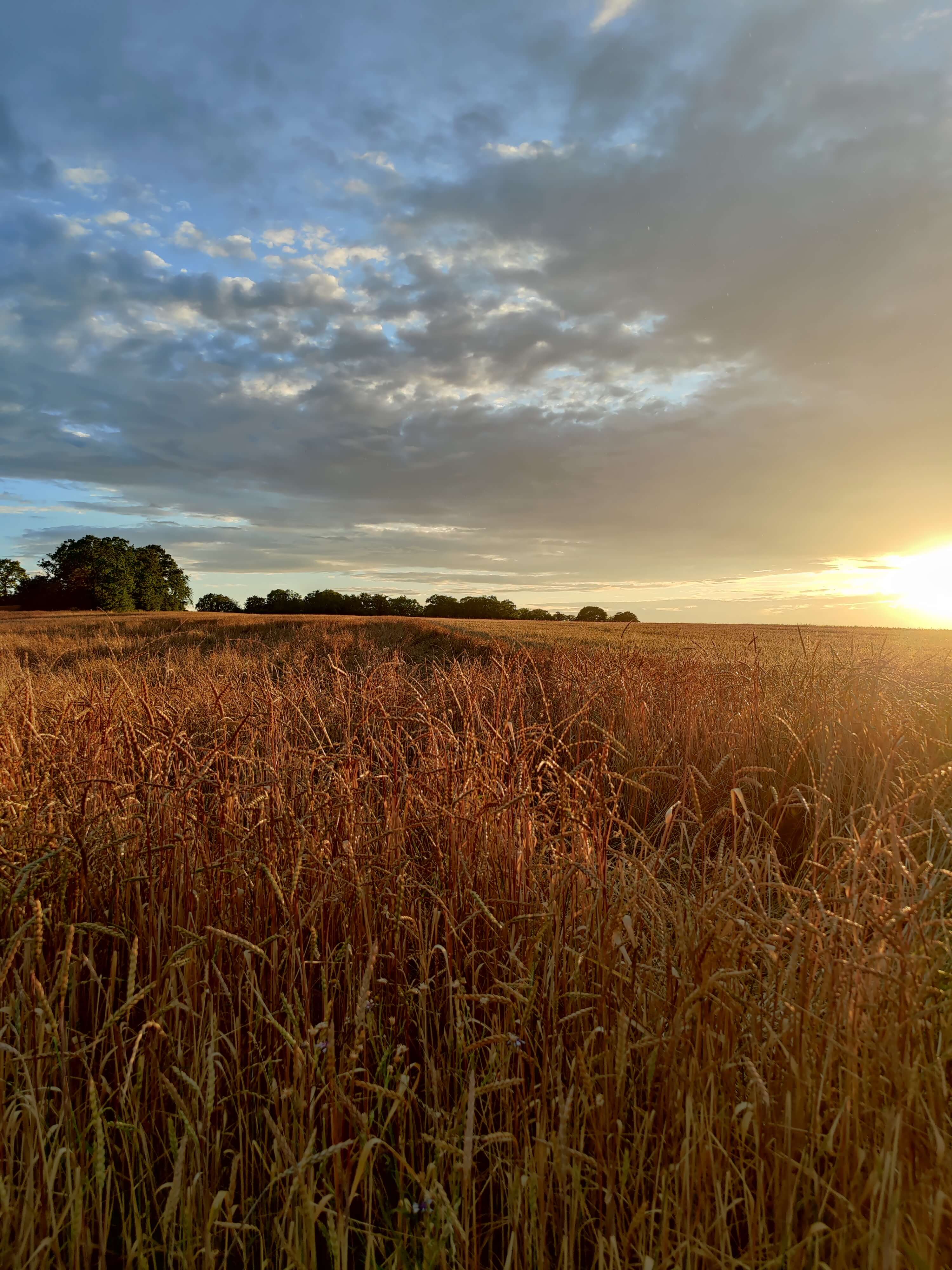 Ausblick auf ein Getreidefeld kurz vor Sonnenuntergang.